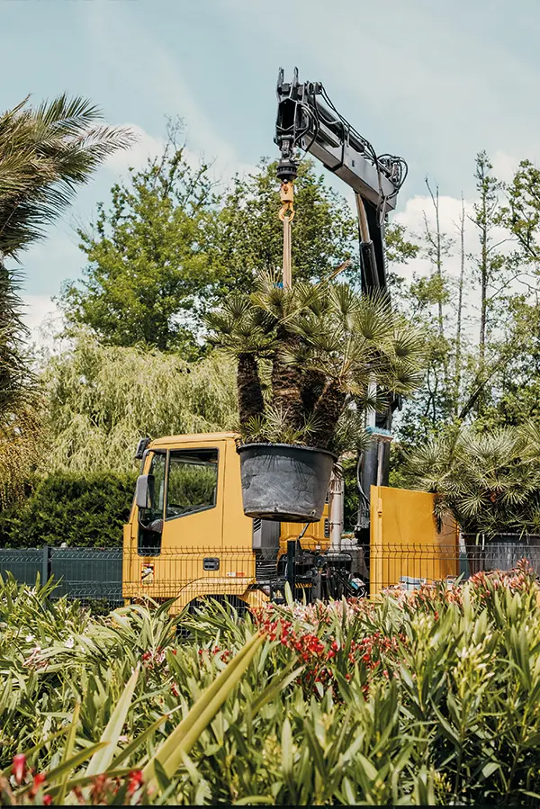 transport de palmier par tchanque service paysagiste bassin d'arcachon pour jardin a mios