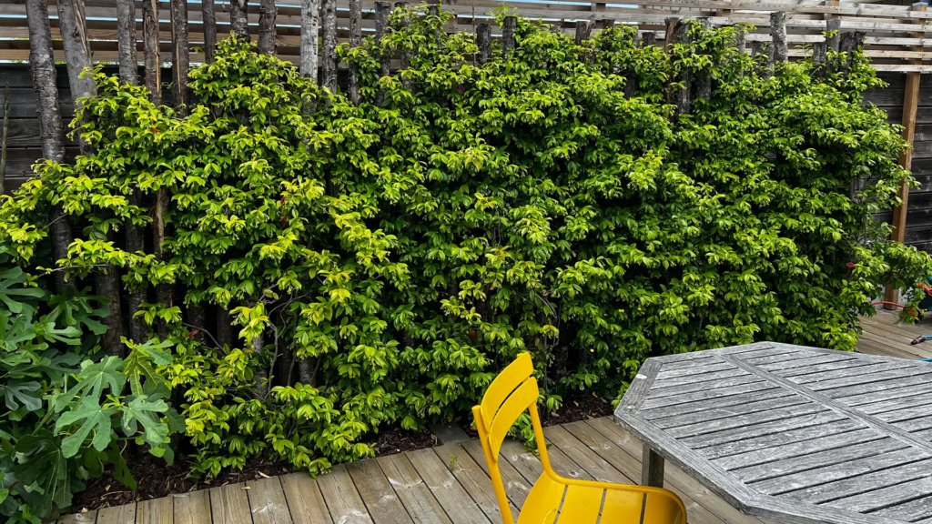 haie la test de buch création