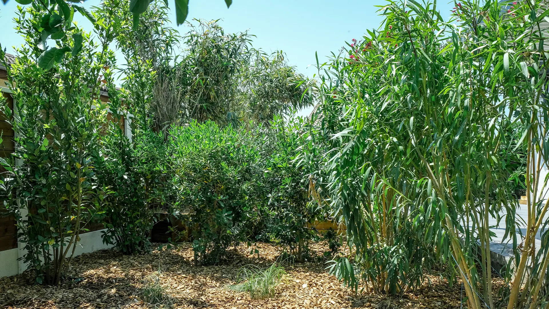 haie vegetal la test de buch par tchanque service